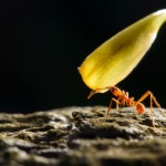 10 câu khích lệ không ngừng cố gắng cho ước mơ